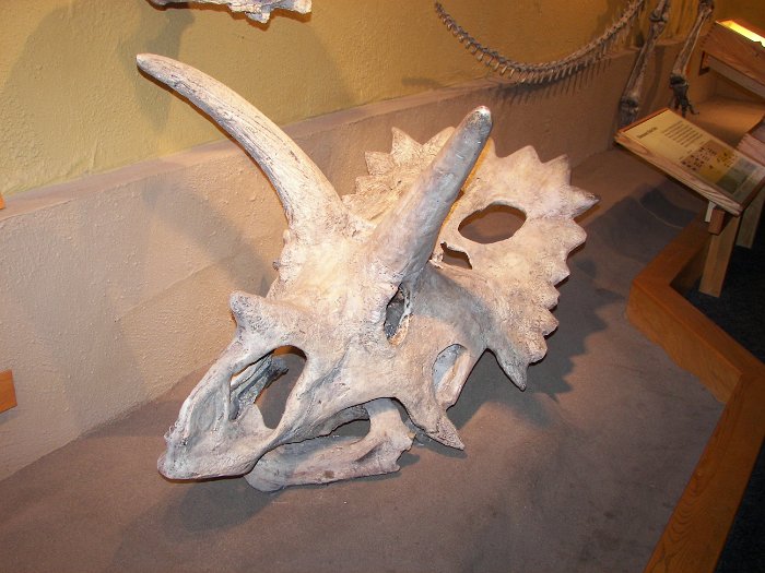 Kanada 2007 Tyrell Museum (12)